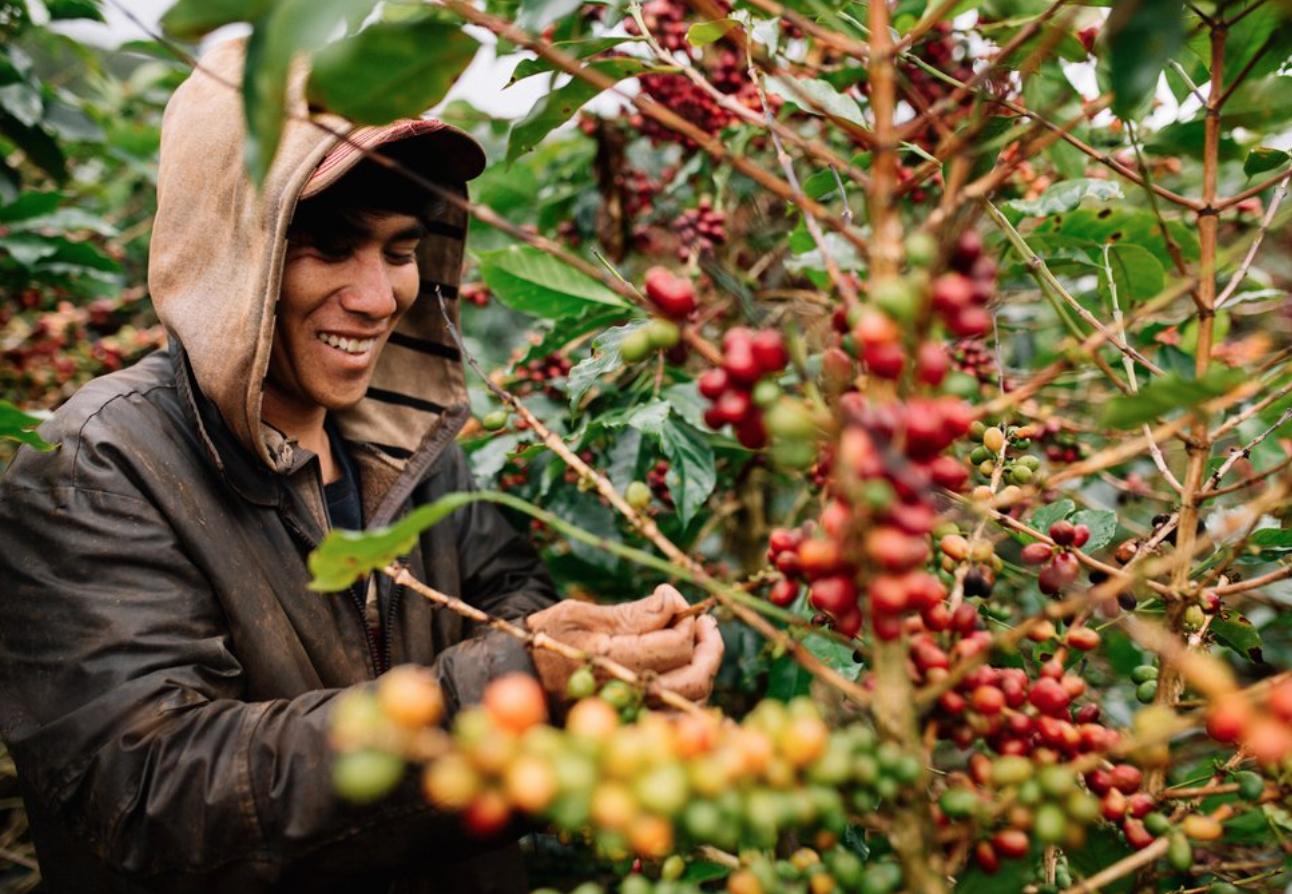 Người dân thu hoạch những hạt cà phê chín đỏ tại trang trại cafe Mê Linh tour săn mây Đà Lạt