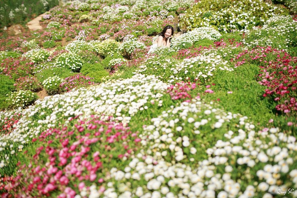 Vườn trăm hoa cúc họa mi nở rộ là điểm không thể bỏ qua khi đến Quê garden.