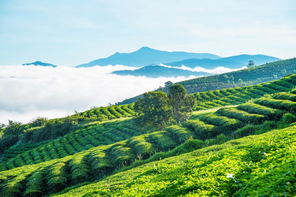 Tour Đà Lạt 1 Ngày –  Du lịch Đà Lạt 3 ngày 2 đêm cùng TA Travel