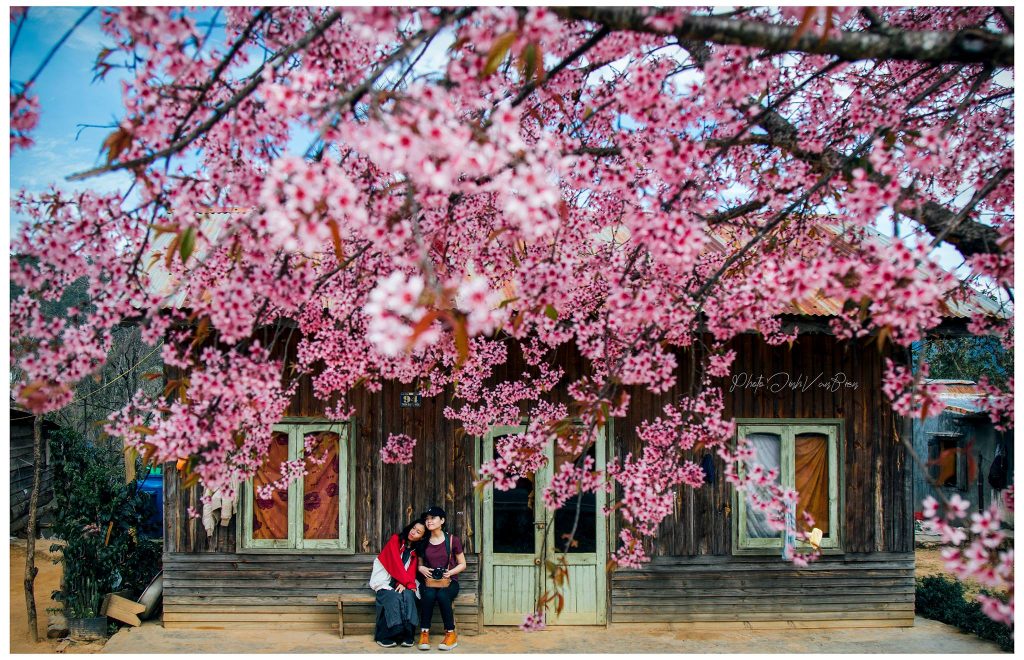 Tour Đà Lạt 1 Ngày –  Du lịch Đà Lạt 3 ngày 2 đêm cùng TA Travel