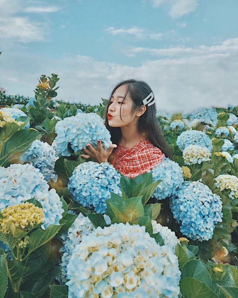 Những bông hoa Cẩm tú cầu nở rộ rực rỡ khiến du khách không thể bỏ qua. tour săn mây Đà Lạt
