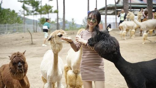 1 nữ du khách cho lạc đà Alpaca ăn tại Zoodoo.