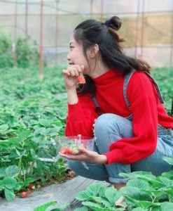 Bạn có thể tự tay hái và nếm thử những trái đỏ chín mọng tại vườn dâu Đà Lạt.