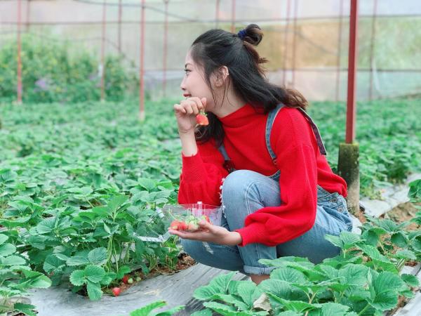Bạn có thể tự tay hái và nếm thử những trái đỏ chín mọng tại vườn dâu Đà Lạt. 