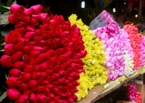 Hoa hồng nhà vườn tại Làng hoa Vạn Thành Đà Lạt tour ngoại thành đà lạt 1 ngày thác voi chùa linh ẩn