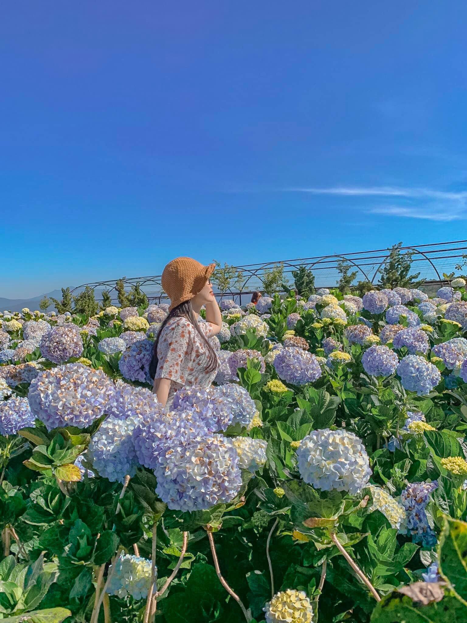 Vườn hoa Cẩm Tú Cầu là 1 trong những điểm check in cực hot tại Đà Lạt.
