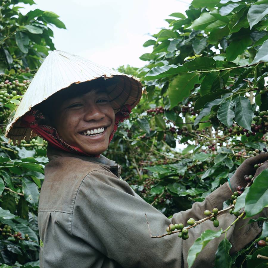 1 công nhân đang thu hoạch cà phê tại trang trại cà phê Cầu Đất nổi tiếng.