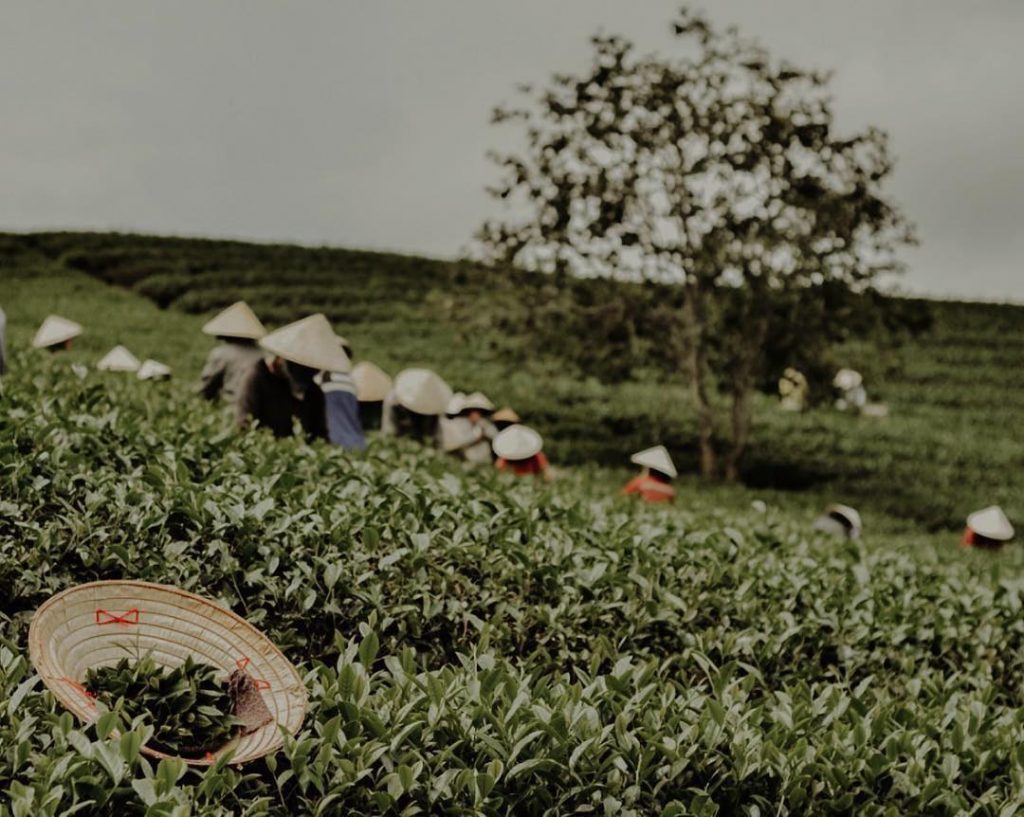 Tour Đà Lạt 1 Ngày –  Du lịch Đà Lạt 3 ngày 2 đêm cùng TA Travel