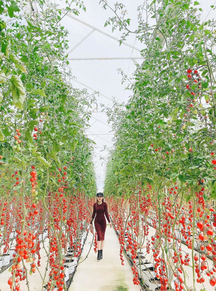Vườn cà chua bi đỏ chín mọng tại nông trại là nơi bạn chụp cho mình những bức hình đẹp lung linh.