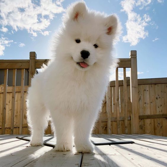 1 chú chó tuyết trắng khi còn nhỏ tỏ rõ sự dễ thương vô đối của mình ^^