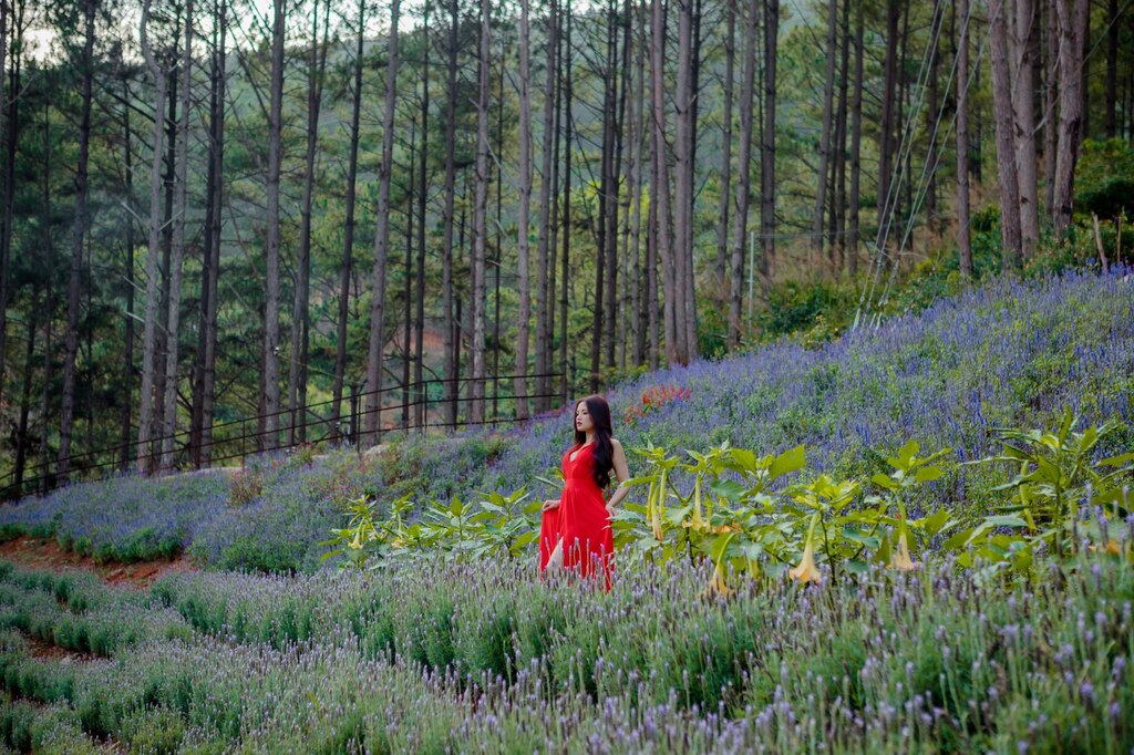 Thiếu nữ giữa rừng hoa Lavender tỏa hương thơm ngát.