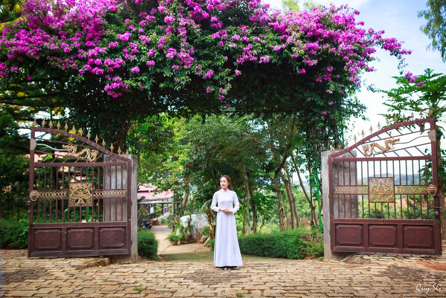 Dàn hoa giấy nở rộ trong khuôn viên chùa LInh Ẩn tạo nét đẹp thanh bình. Nguồn ảnh: Qui Sg.