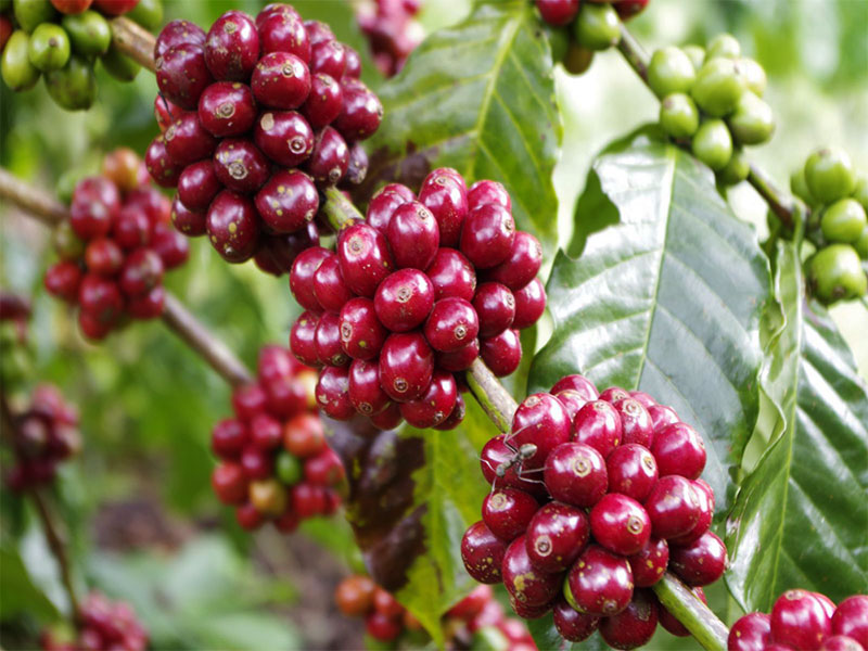 Những hạt cà phê chín đỏ tại trang trại cà phê Mê Linh.
