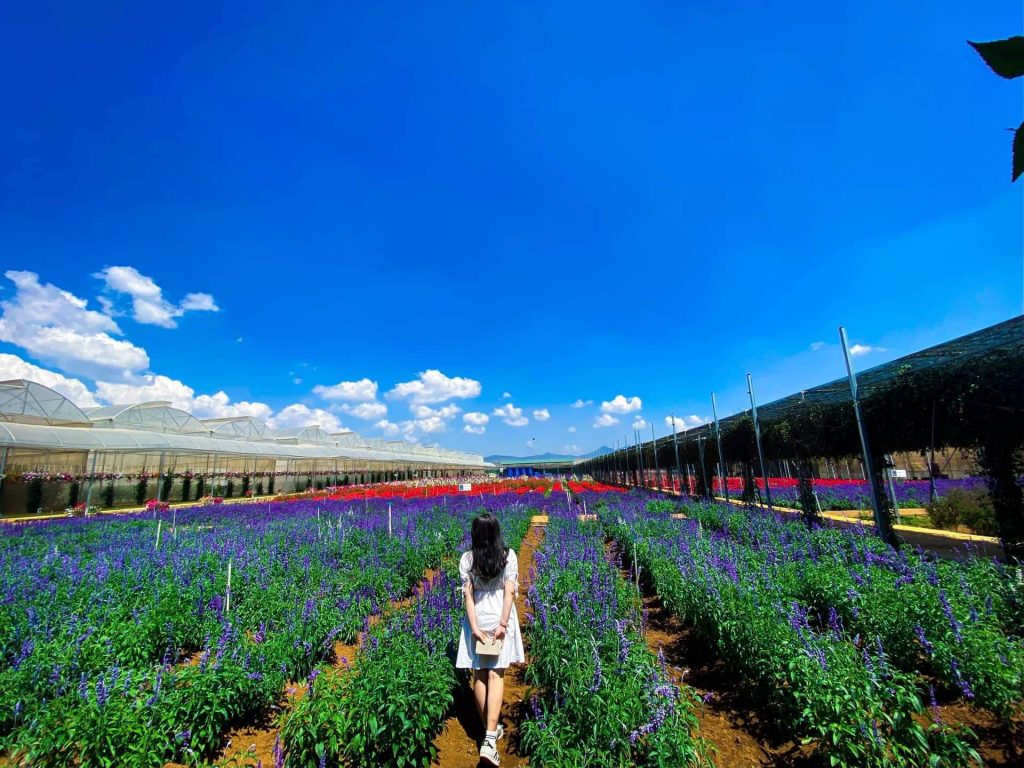 Tour Đà Lạt 1 Ngày –  Du lịch Đà Lạt 3 ngày 2 đêm cùng TA Travel