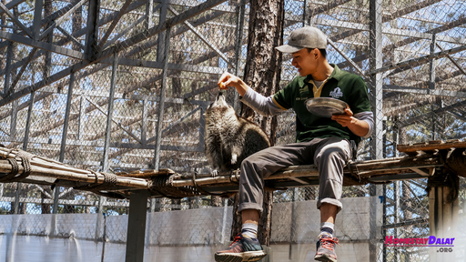 1 chú gấu mèo đang được nhân viên chăm sóc tại sở thú Zoodoo Đà Lạt.