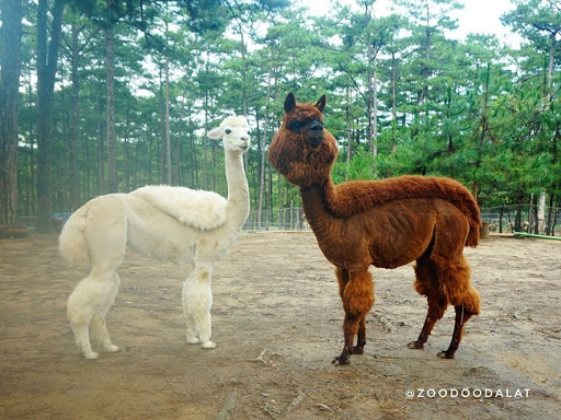 Hai bạn Alpaca đã được cắt tỉa đầy phong cách tại Zoodoo Đà Lạt.
