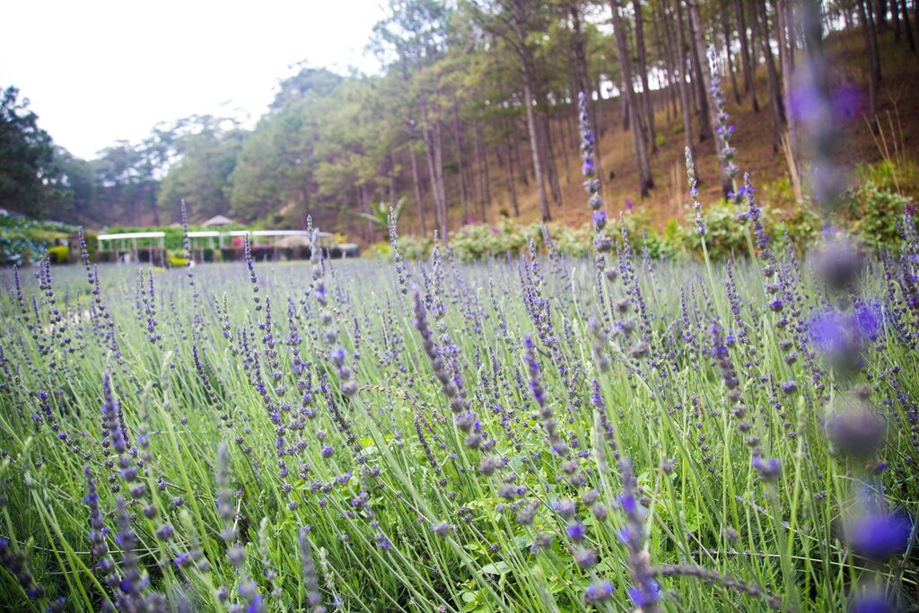 Cánh đồng hoa lavender bạt ngàn, thơm thoang thoảng. 