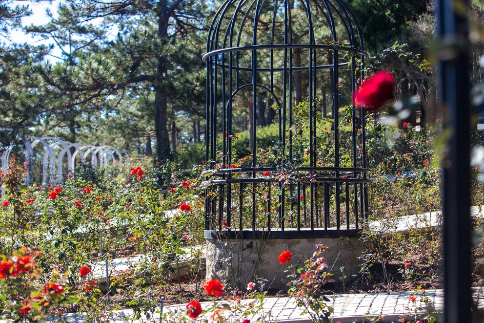 Vườn hồng trăm hoa khoe sắc cùng với tiểu cảnh lồng chim, tha hồ để bạn tạo dáng nhé!