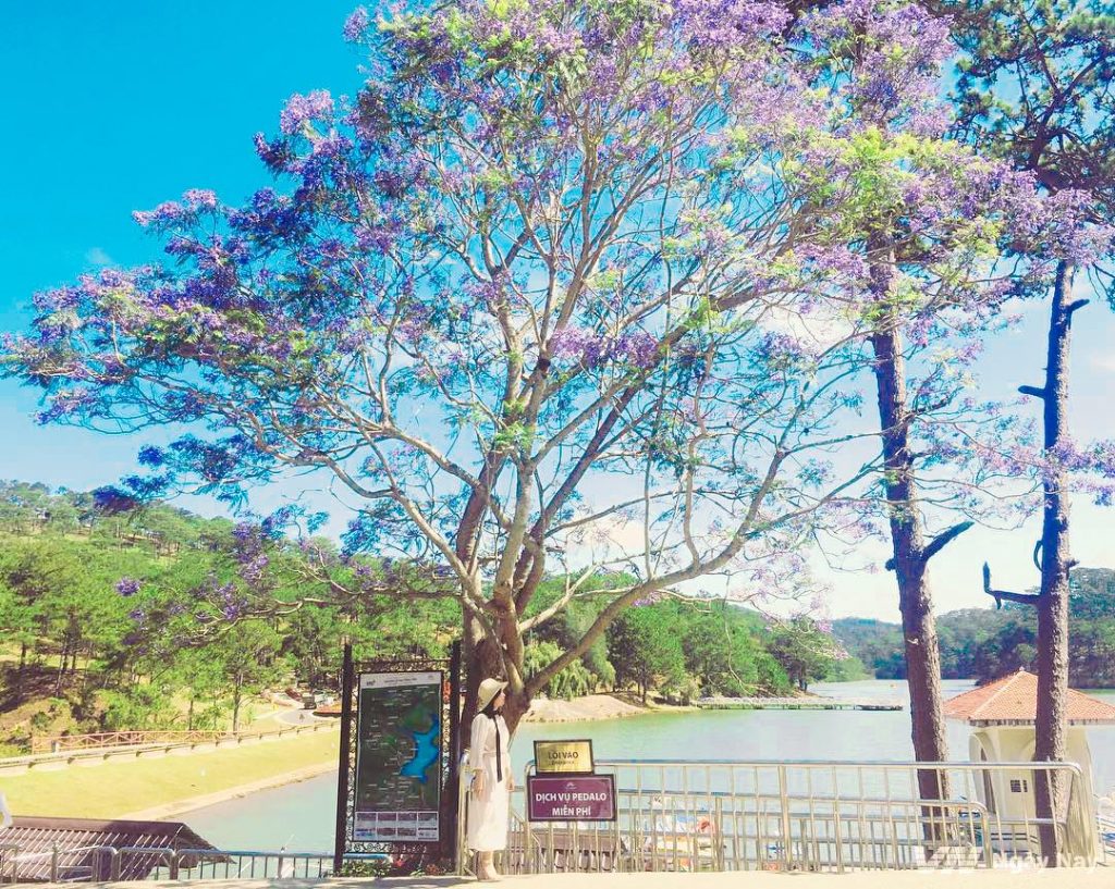 Tour Đà Lạt 1 Ngày –  Du lịch Đà Lạt 3 ngày 2 đêm cùng TA Travel
