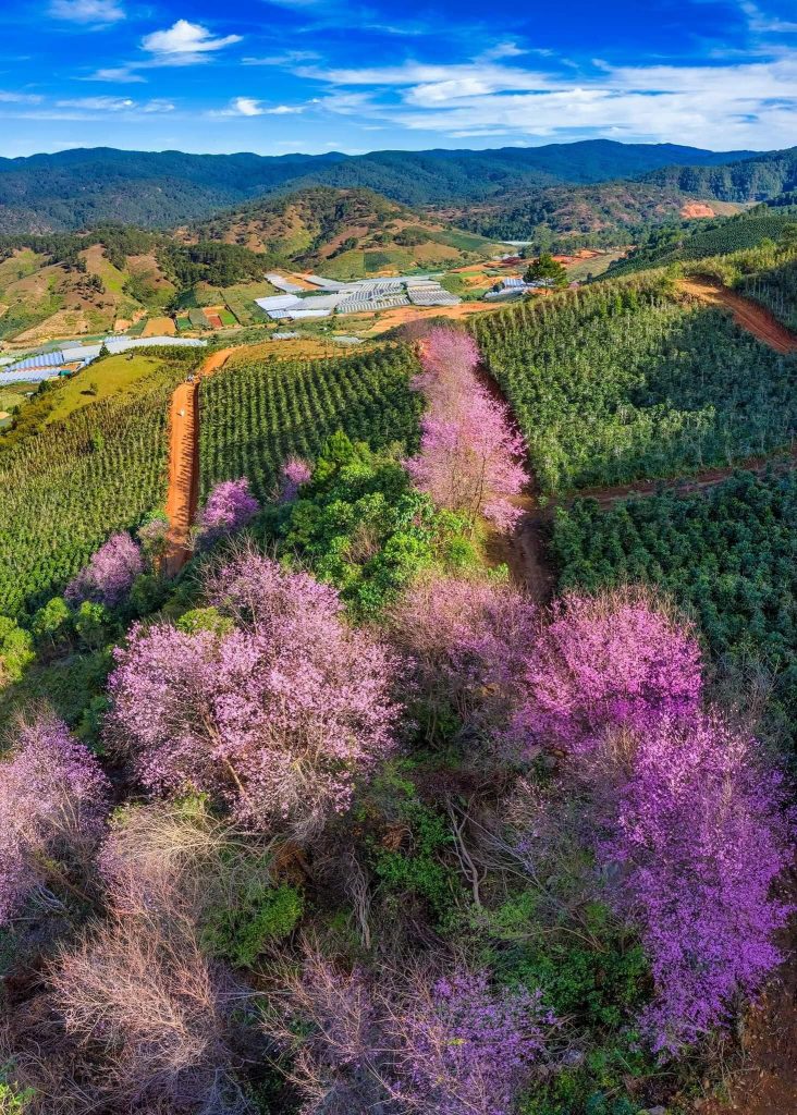 Tour Đà Lạt 1 Ngày –  Du lịch Đà Lạt 3 ngày 2 đêm cùng TA Travel