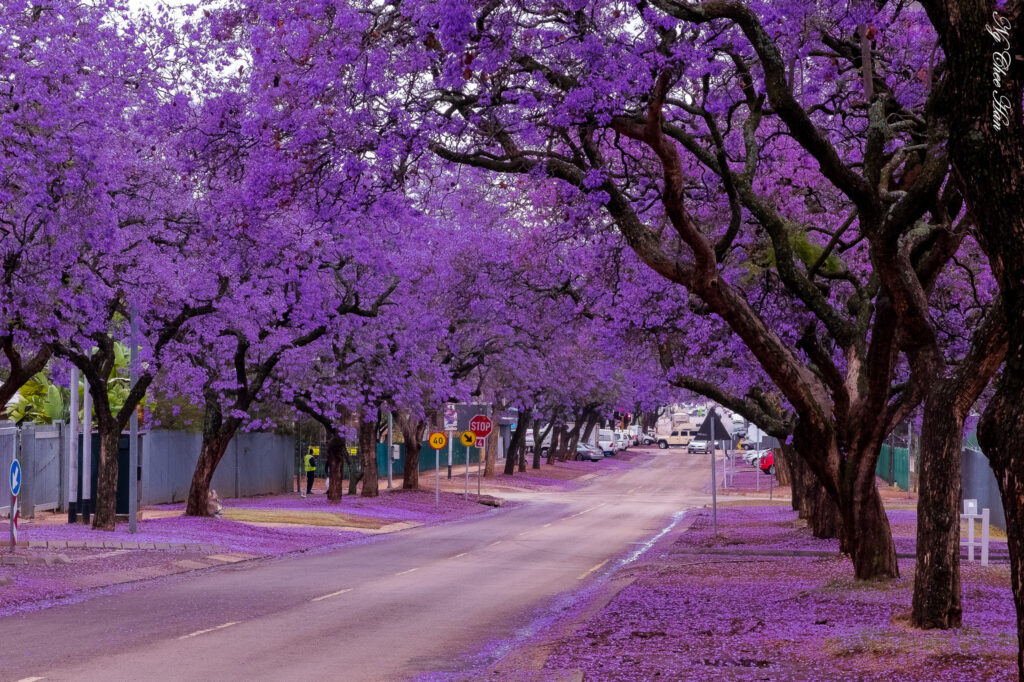 Tour Đà Lạt 1 Ngày –  Du lịch Đà Lạt 3 ngày 2 đêm cùng TA Travel