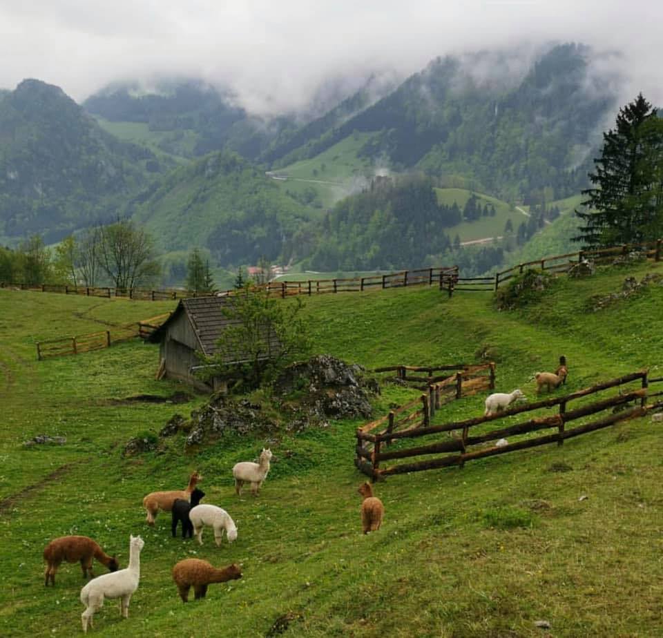 Chika Farm Đà Lạt- Nông trại cừu Châu Âu giữa lòng Đà Lạt