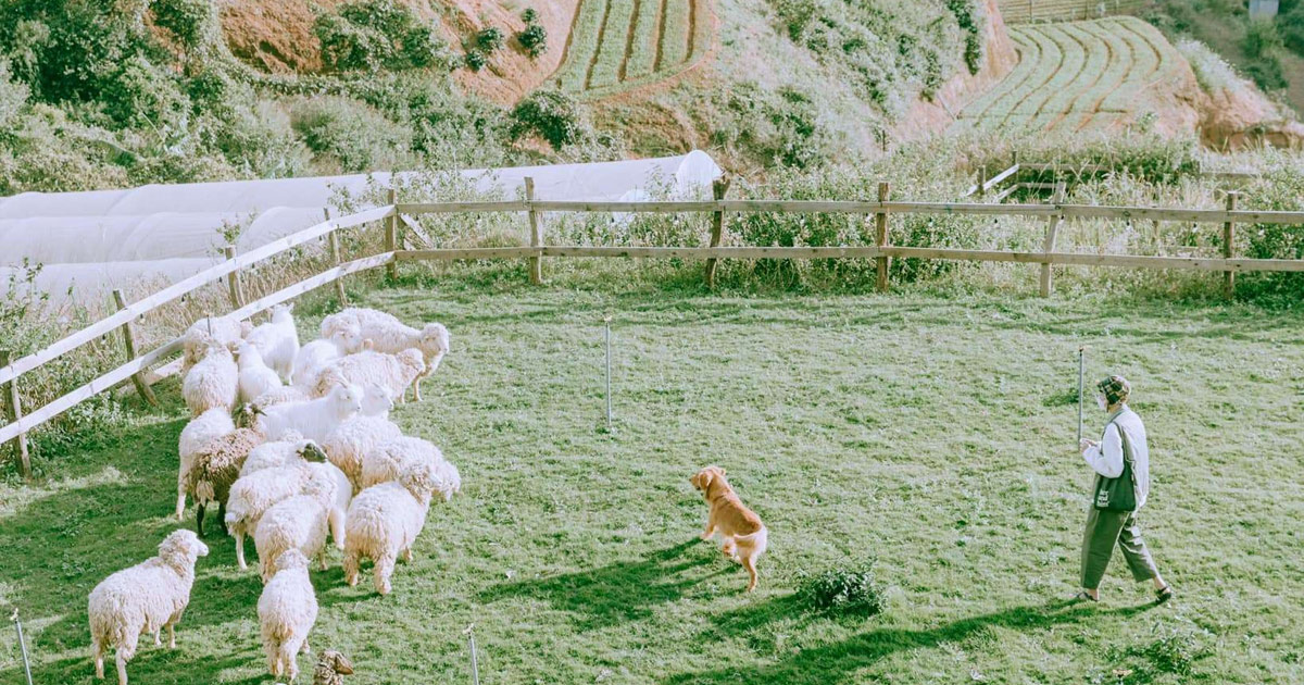Những Chú Cừu như cục bông trồi trên đồng cỏ xanh