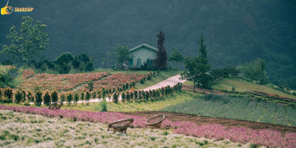 Tour Đà Lạt 1 Ngày –  Du lịch Đà Lạt 3 ngày 2 đêm cùng TA Travel