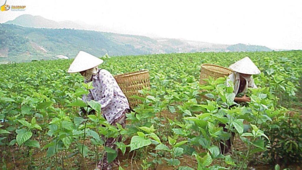 Tour Đà Lạt 1 Ngày –  Du lịch Đà Lạt 3 ngày 2 đêm cùng TA Travel